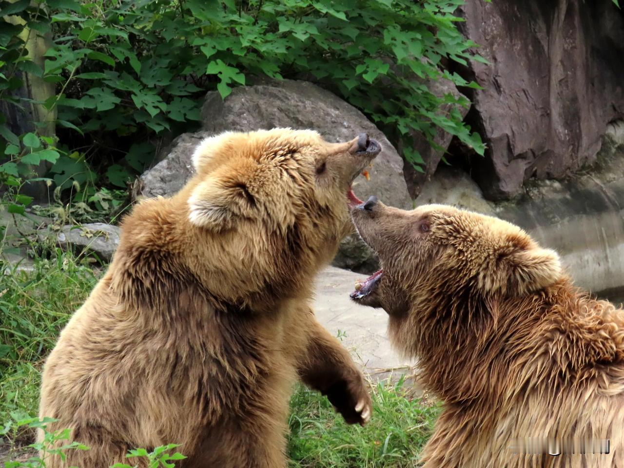 两只可爱的棕熊在动物园里打闹嬉戏，萌态十足！🐻🌳
宁波动物园