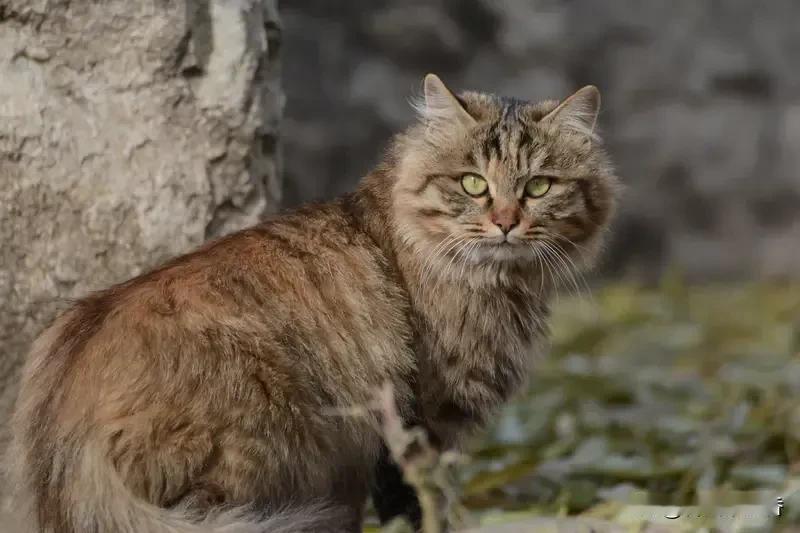 黑龙江鸡西真是个野生动物频现的神奇地方！有人意外拍到一只几十斤重的大野猫，少说也