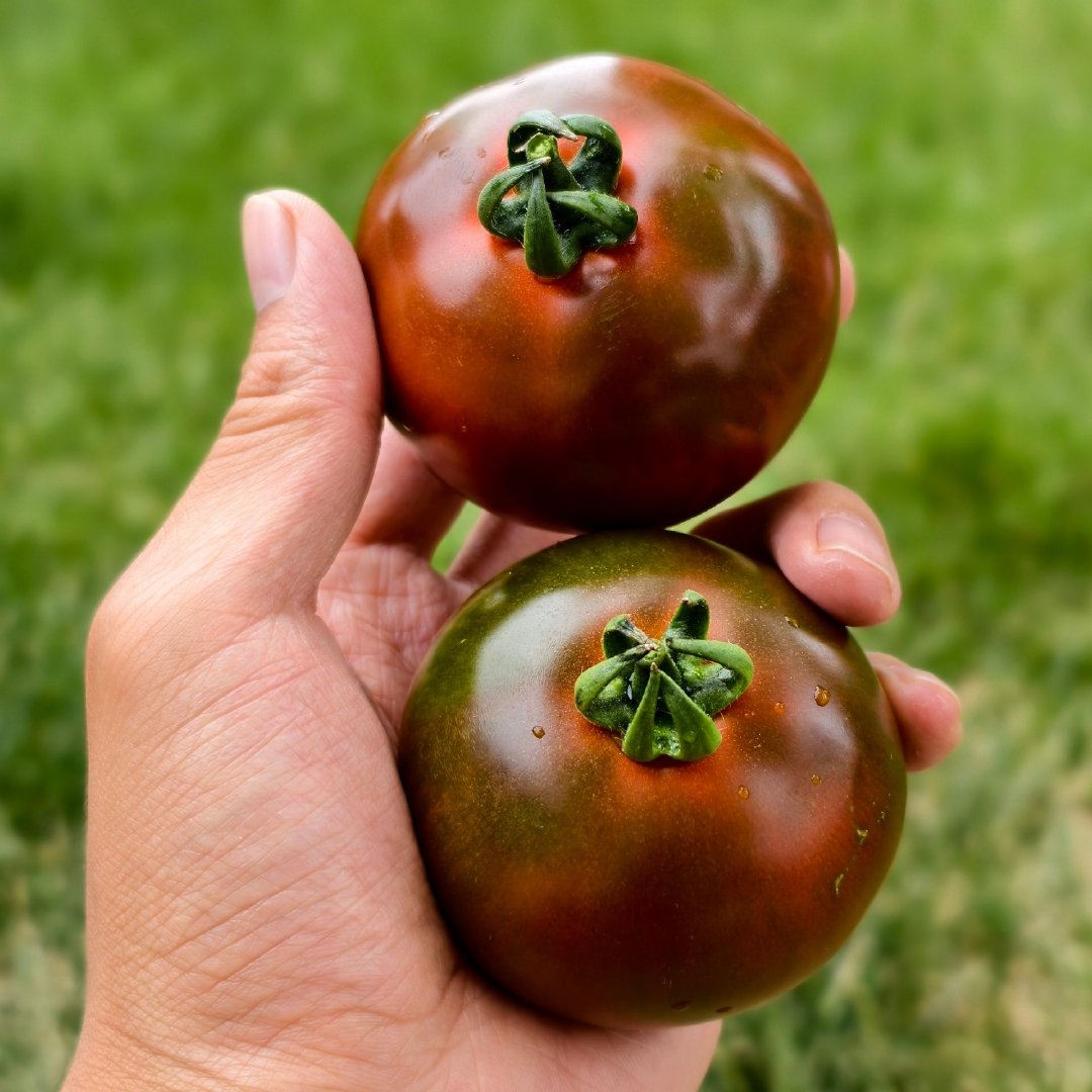 🍅阡柿新疆黑魔番茄｜铁皮黑草莓番茄，高花青素浓郁沙瓤爆汁果实外皮呈现墨绿渐变黑