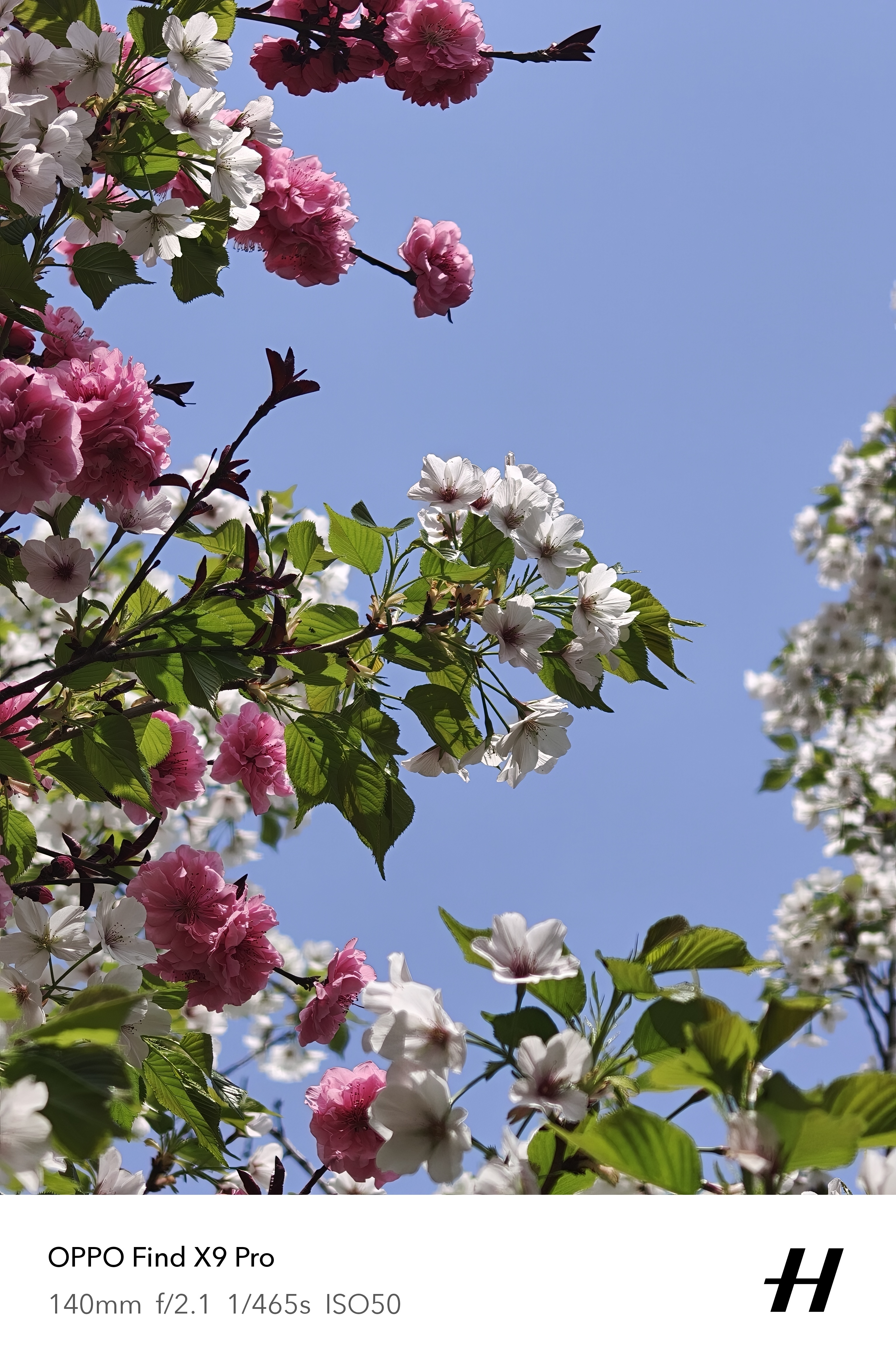 春暖花开……西安这两天温度挺不错的，不能不热，让人感觉舒适，心情愉悦~用OPPO