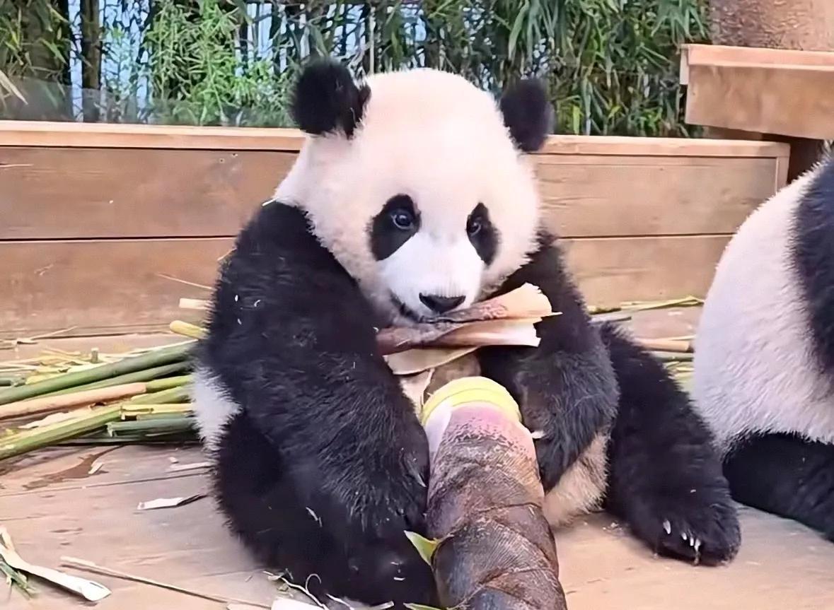 福猪猪当童工的时候吃的是巨无霸
竹子也是种类繁多
根据季节调整
怎么一回土豪娘家