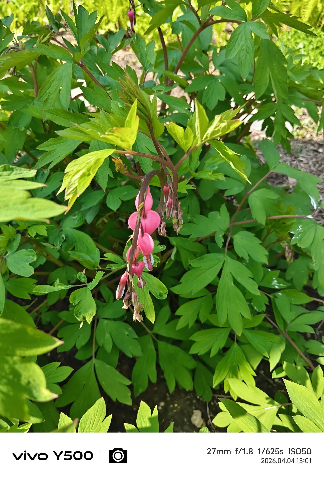 春日生活打卡季 今天去了北京动物园，这可是中国开放最早、享誉世界的动物园，始建于