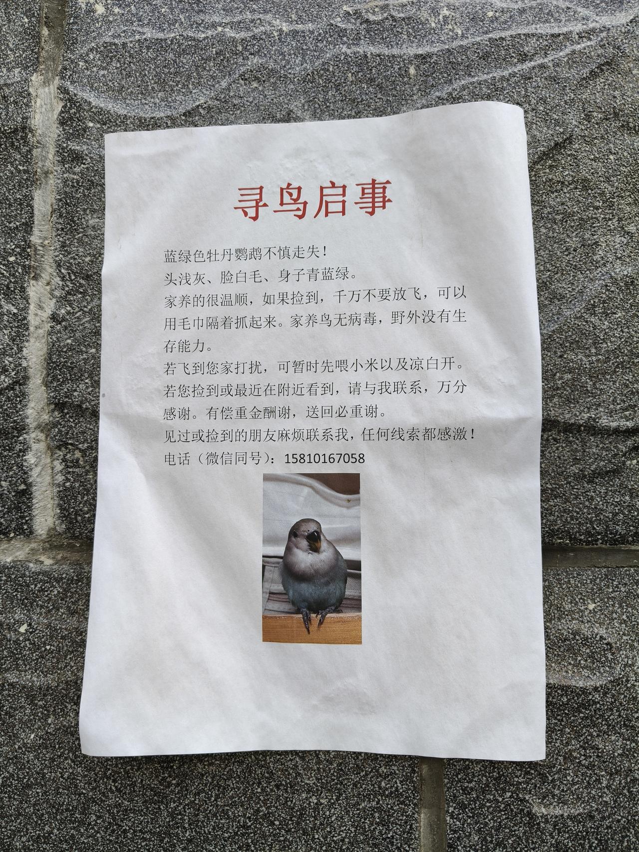 笫一次看到寻鸟启示！
刚才，我在望园路一小区门囗，很好奇地看到一个寻鸟启示！
 