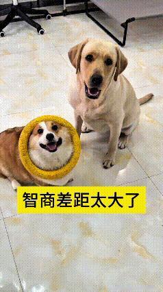 瞅这个测试智商的视频，真是让我笑出眼泪了。主人拿个圈圈考验俩狗子，拉布拉多脑子转
