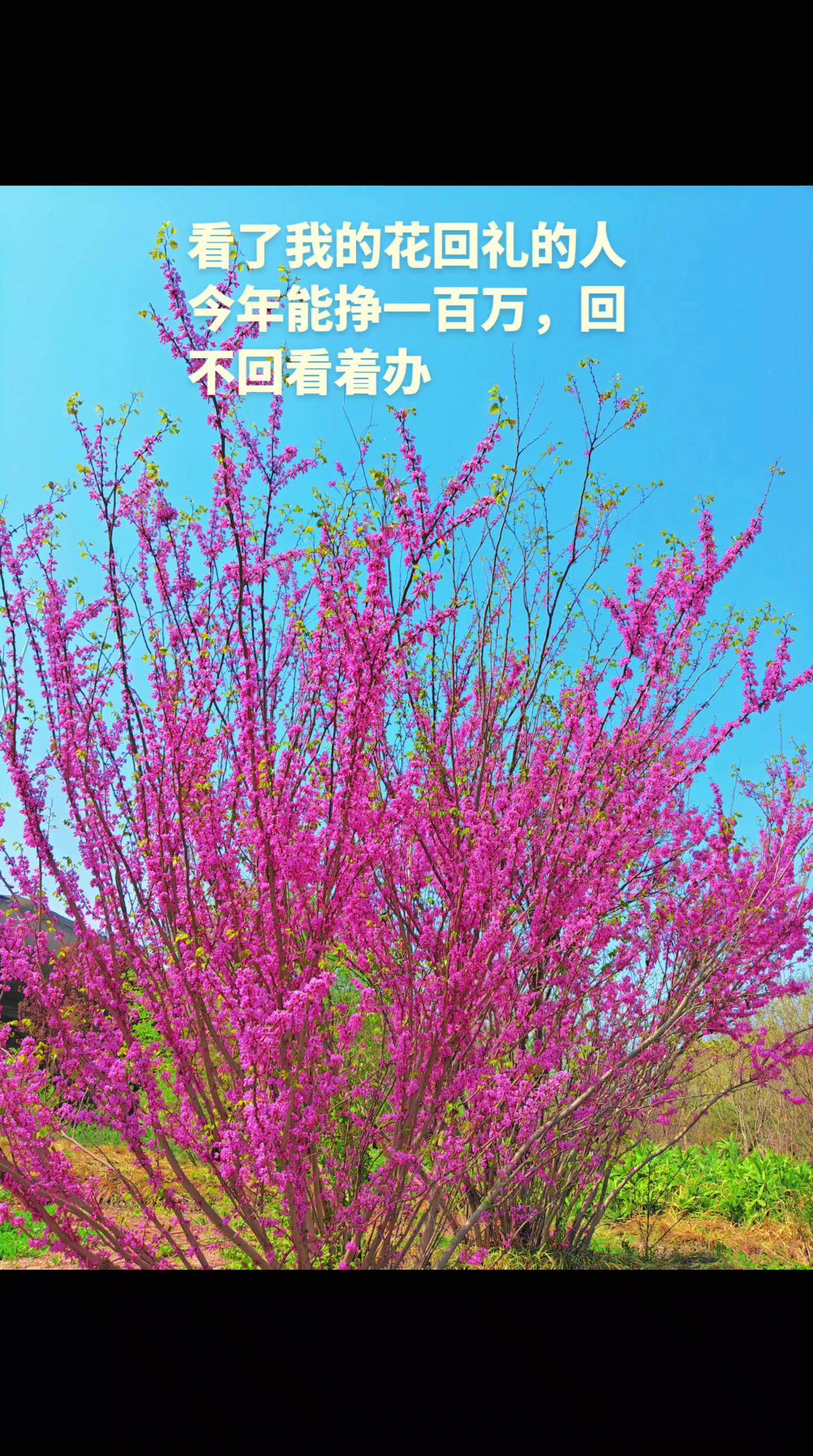 🌸救命！这花也太会送祝福了吧！💰看了花回礼的人今年能挣一百万？回不回可就看你