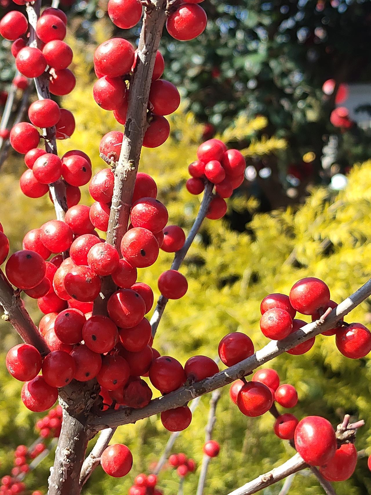 分享一张你相册的拍的花