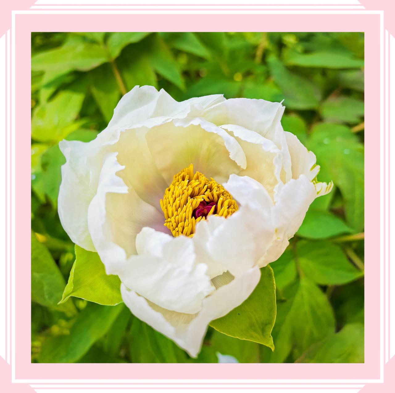 分享一张你手机里的北京北京菖蒲河公园牡丹花