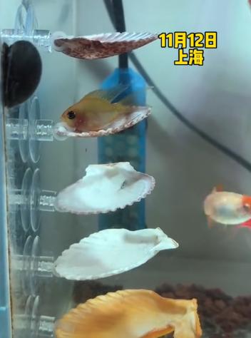 原来，鱼睡觉也是需要床的。
刷到一个博主给自家金鱼在鱼缸里搭了个“宿舍”，用吸盘