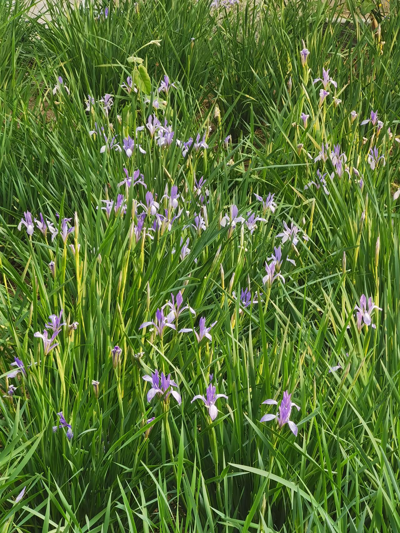 春日生活打卡季今天早上晨跑的时候，看到一片开的很好的兰花。这就是春天跑步的好处，