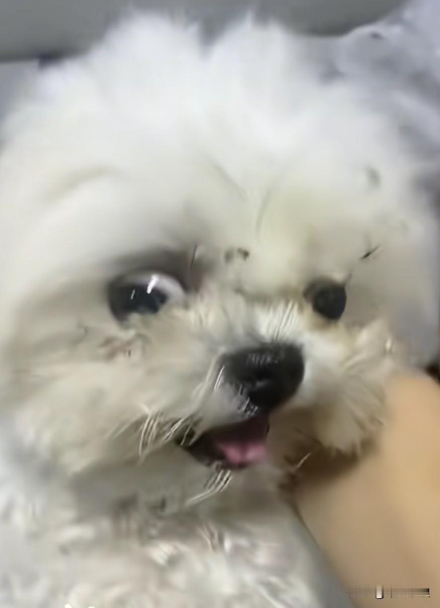 这种牲口，也就只配送人或者送去狗肉馆了。你瞧它那两只爆眼直勾勾地盯着你，还妄图挑