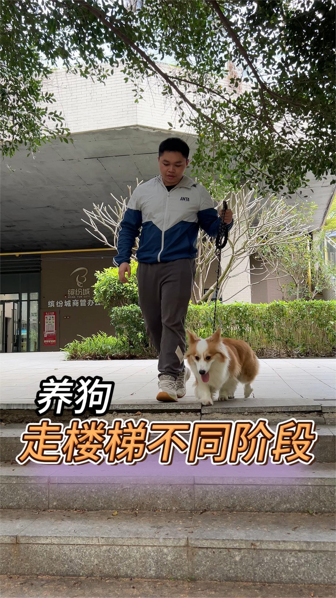 养狗走楼梯不同阶段。
刚养狗时让它自己走楼梯。养狗三个月，这么高？抱起。养狗一年