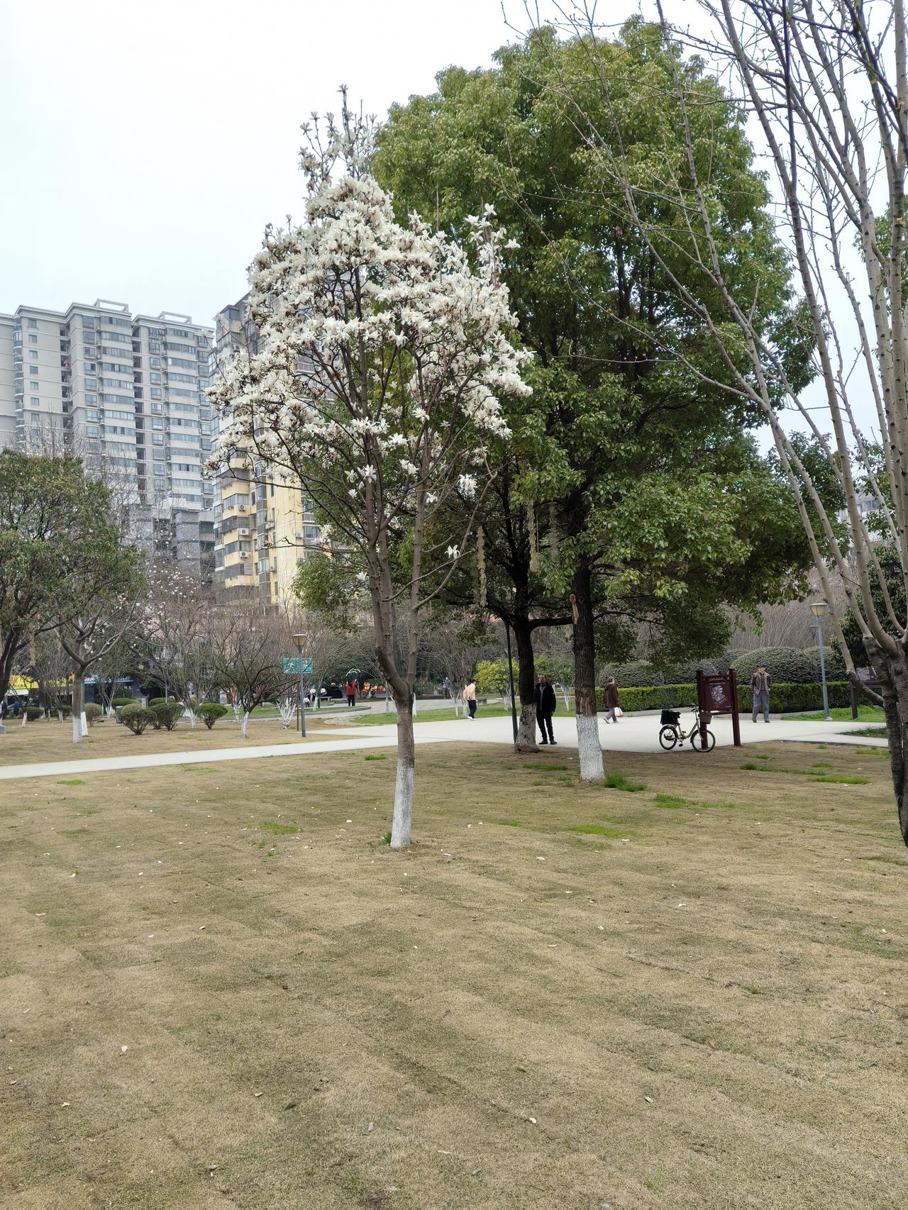 记录我的2026 2026年春节，我去了黄石的几个街头公园打卡，体验超棒！
先去