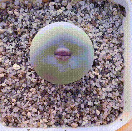你亲过它吗 ​​​