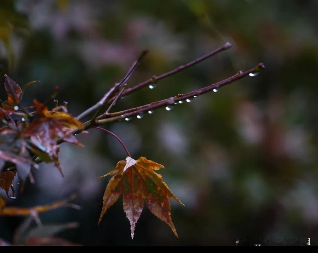 嫦娥的泪

流给后羿

化作秋雨

穿过梧桐叶

滴落我眉心

让秋风

把它们