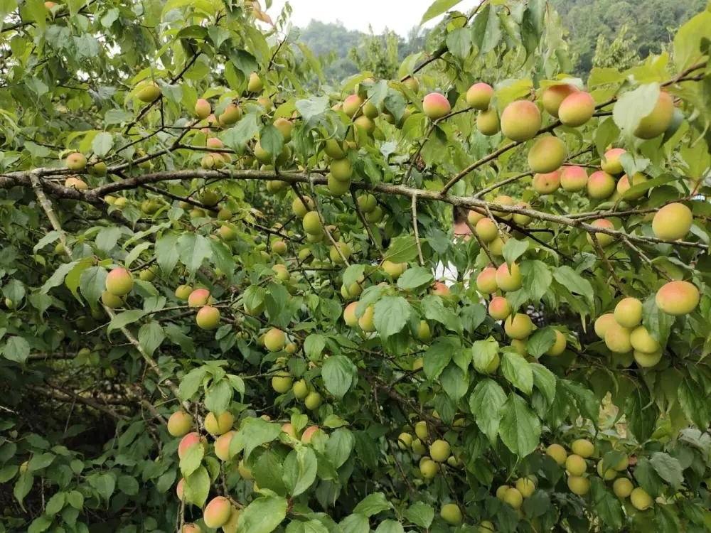 【三月三大新寻梅记：酸酸甜甜，才是假期的味道】
每年4月上旬，广西大新县万亩青梅