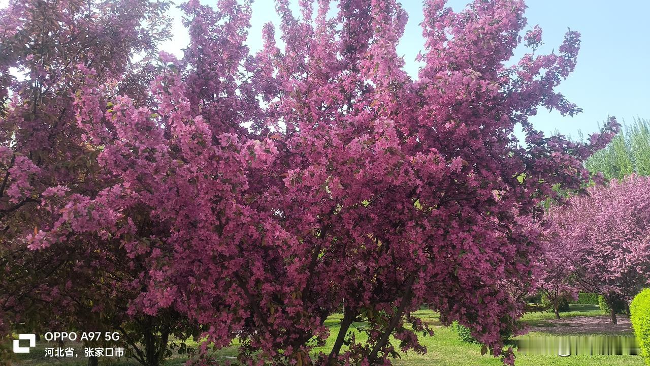 1. 张家口的春天，藏在这一树树繁花里。晒晒太阳，看看花开，日子慢悠悠的，真好。
