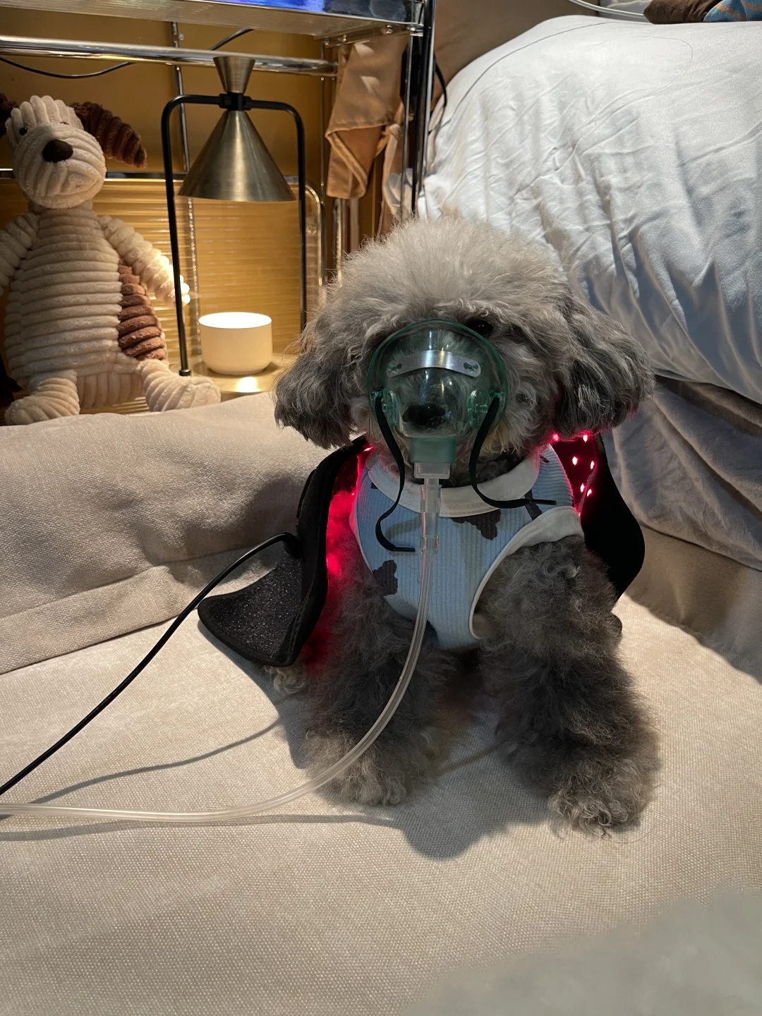 11岁心脏病小🐶的日常养护