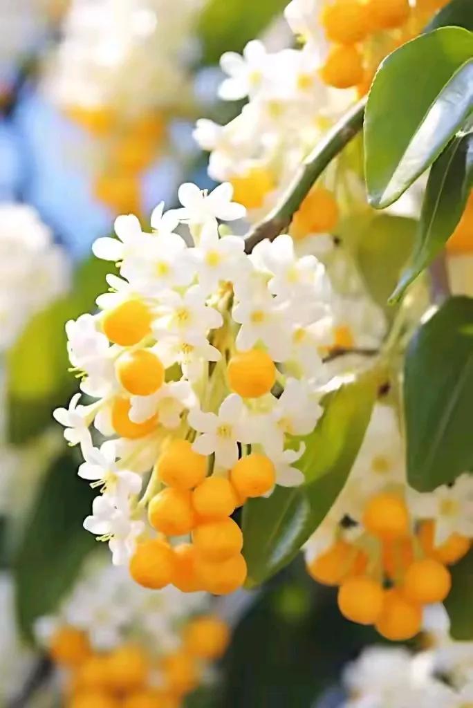 踏莎行•桂花
十里飘香，三秋放彩。繁英淡雅轻柔态。虽无浩朵送诸君，幸生玉骨临霜 