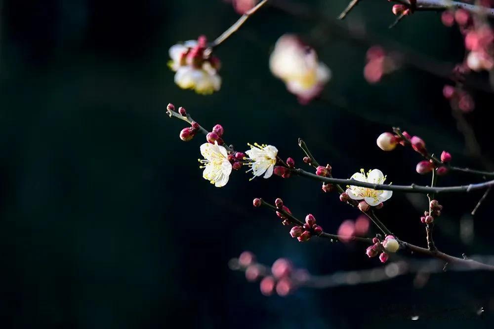 花开花落，冬梅绽放。