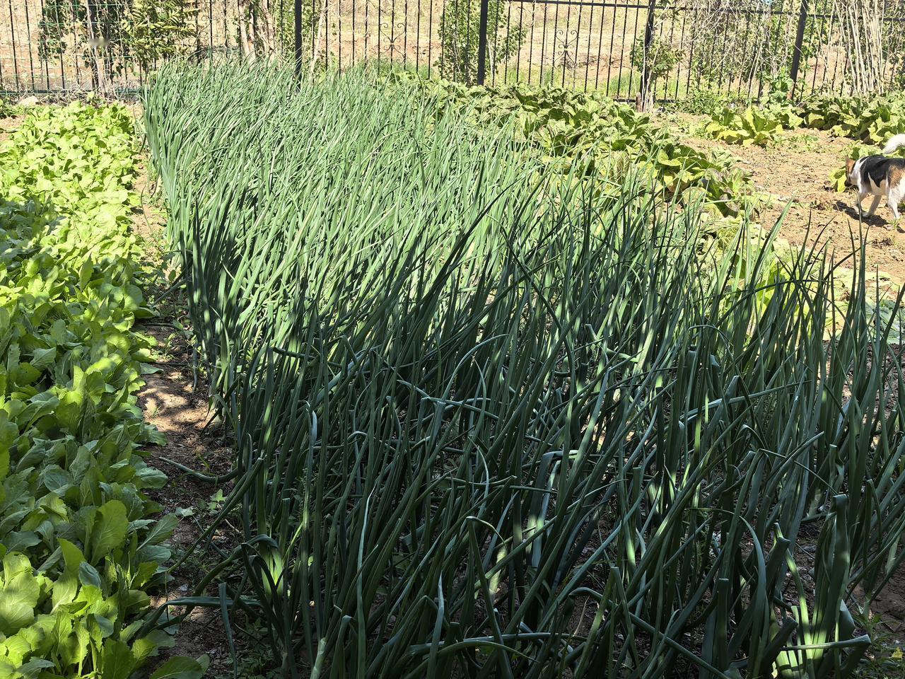 弘毅生态农场食物森林里的蔬菜、水果、中草药与粮食作物。森林与经济植物营造的生态环