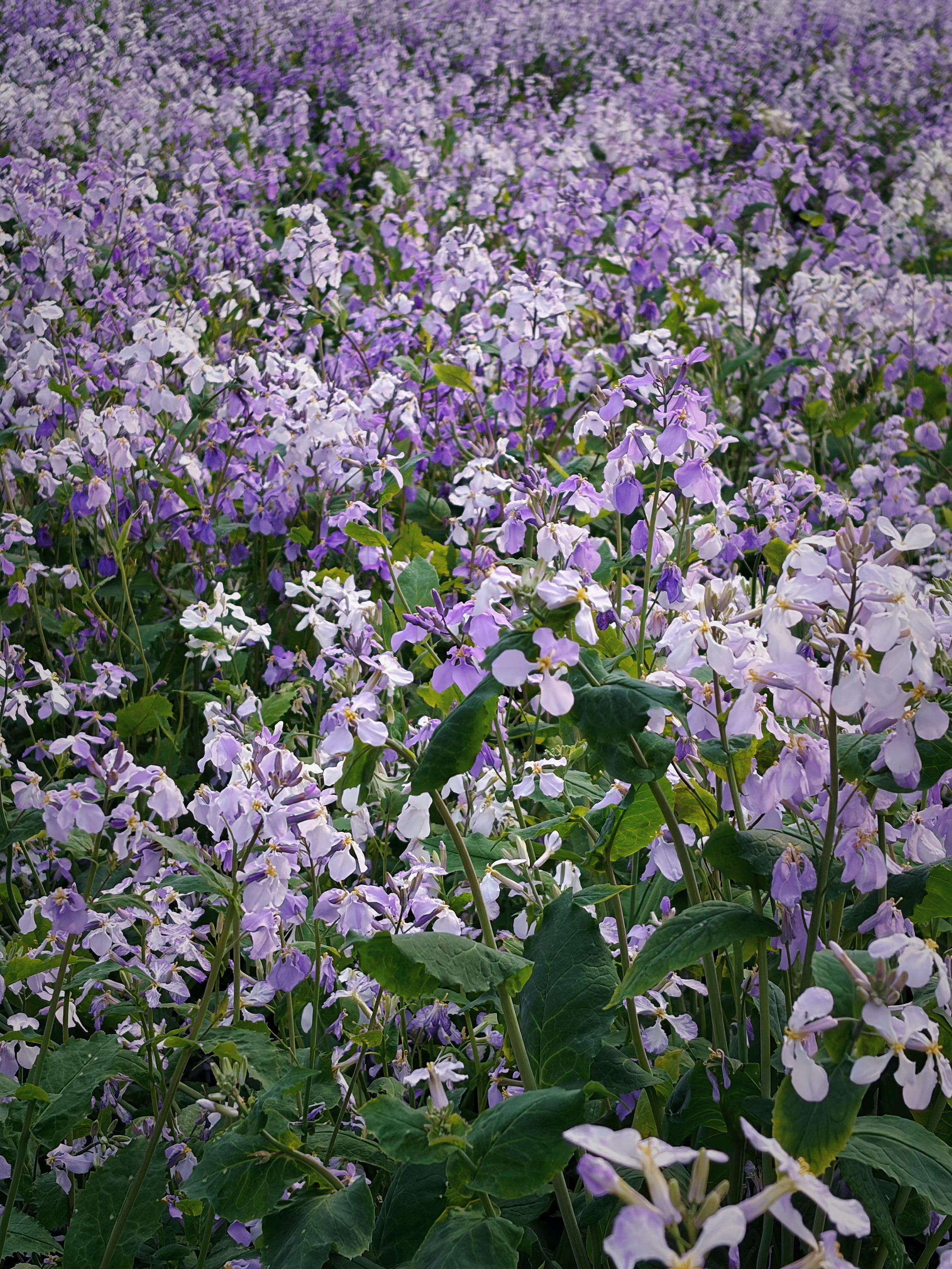 今天的拍摄看到很多花，最后一站是二月兰。我开始喜欢二月兰了因为我花园里的花，每年