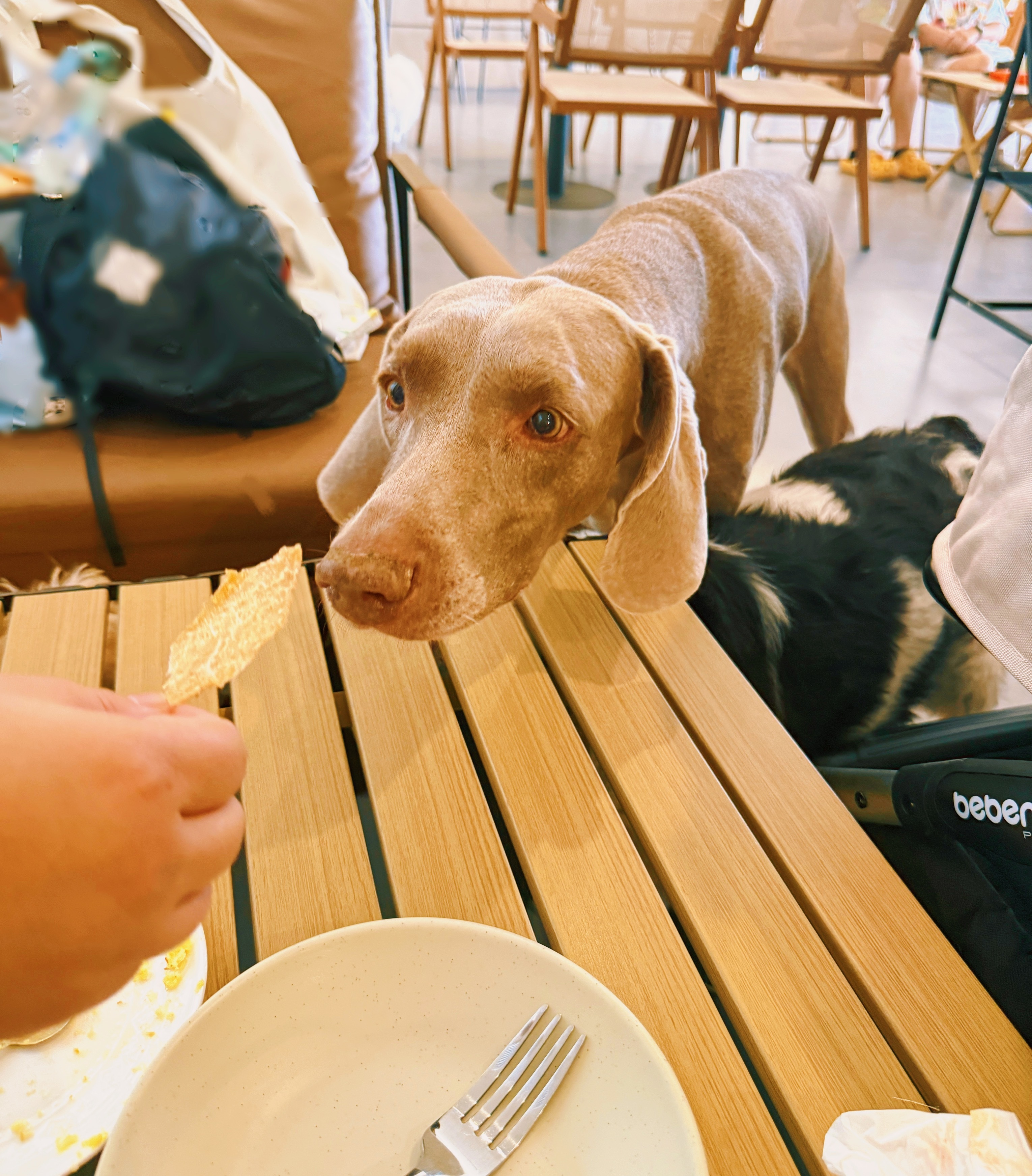 每日一狗[超话] 周末带狗狗玩出来偶遇一只11岁的威马犬 ​​​