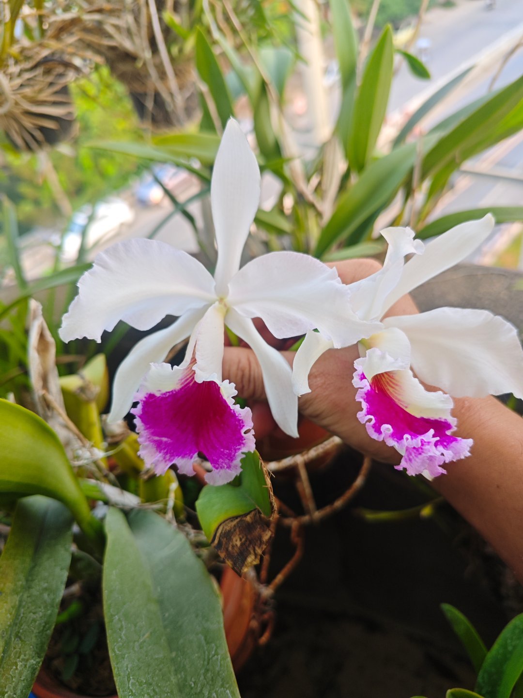 原种卡特兰，C.labiata fma.rosea 'Gloriosa' （玫瑰