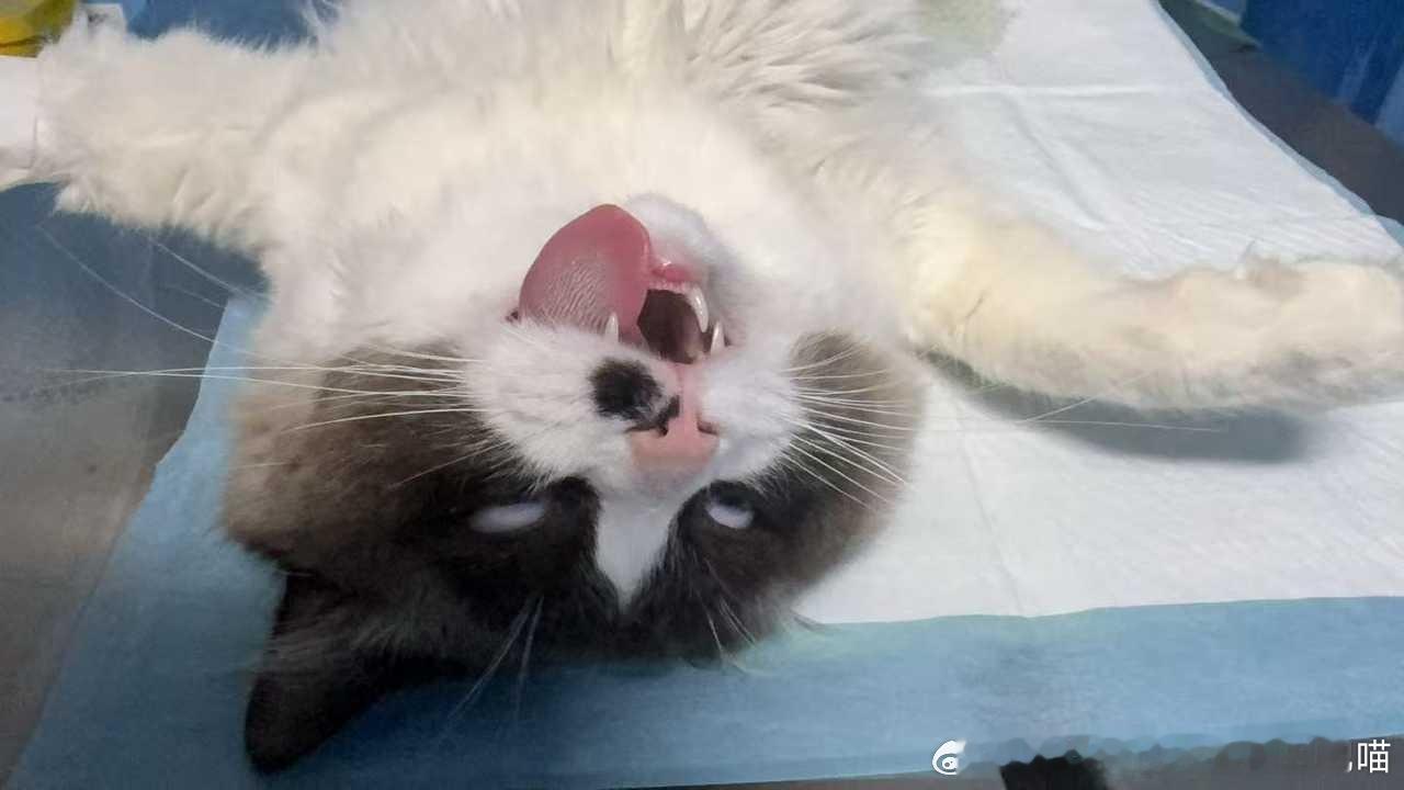 49021【丑猫】小猫对不己。 