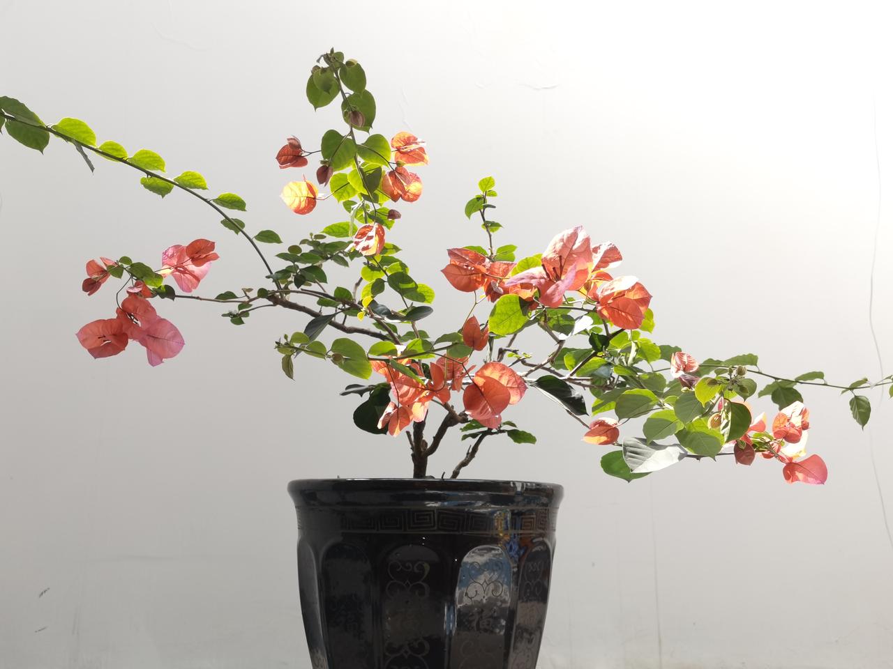五一假期第一天：坐景观花