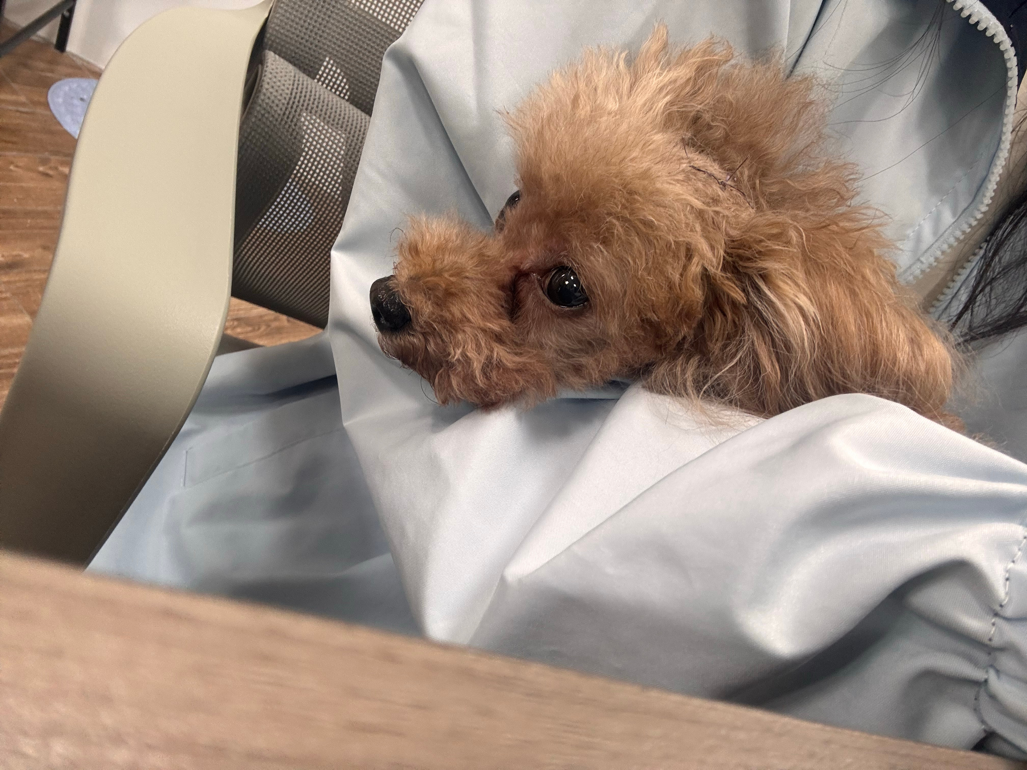 汪～是小狗🐕 