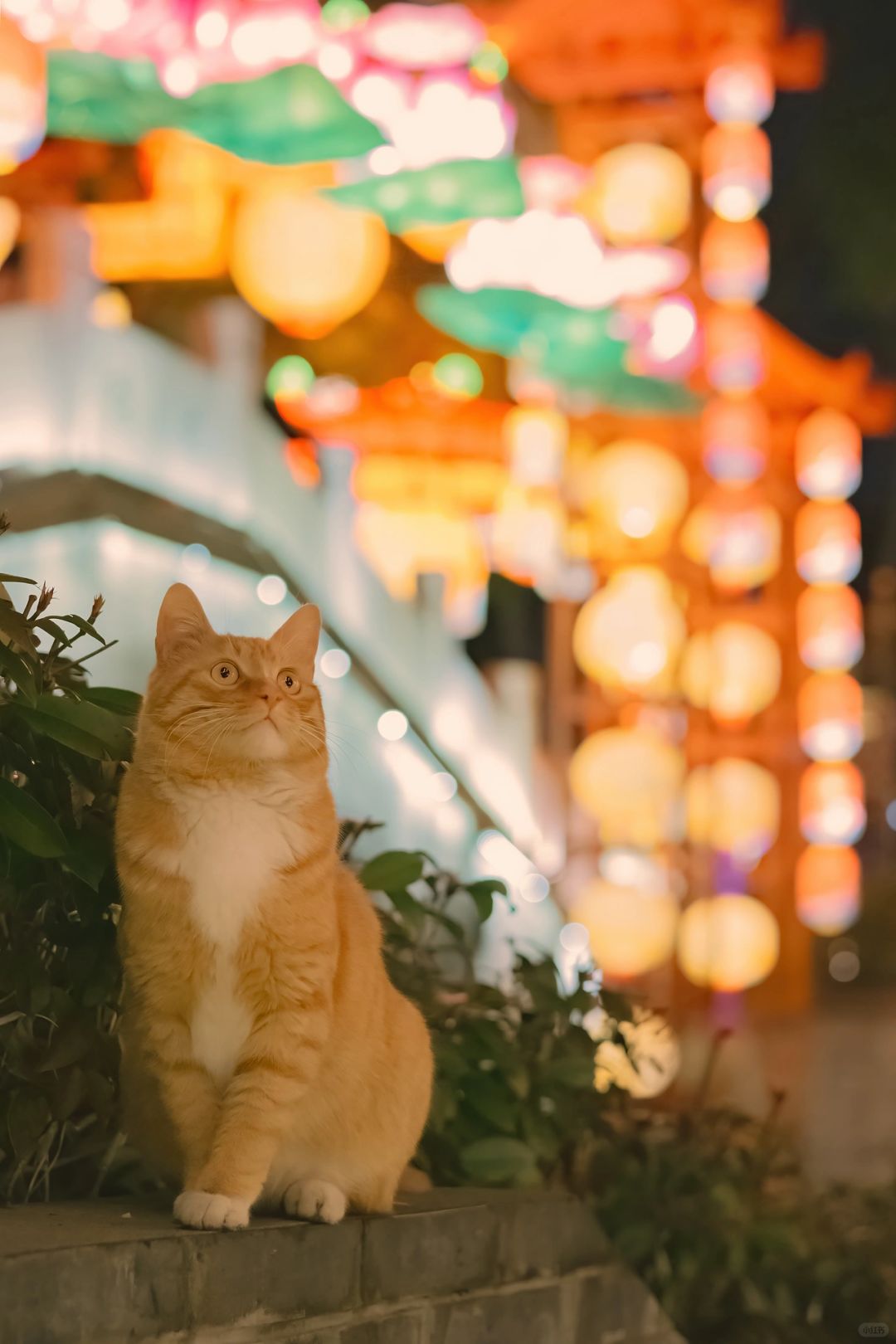南京上元灯彩里，灯美猫更美