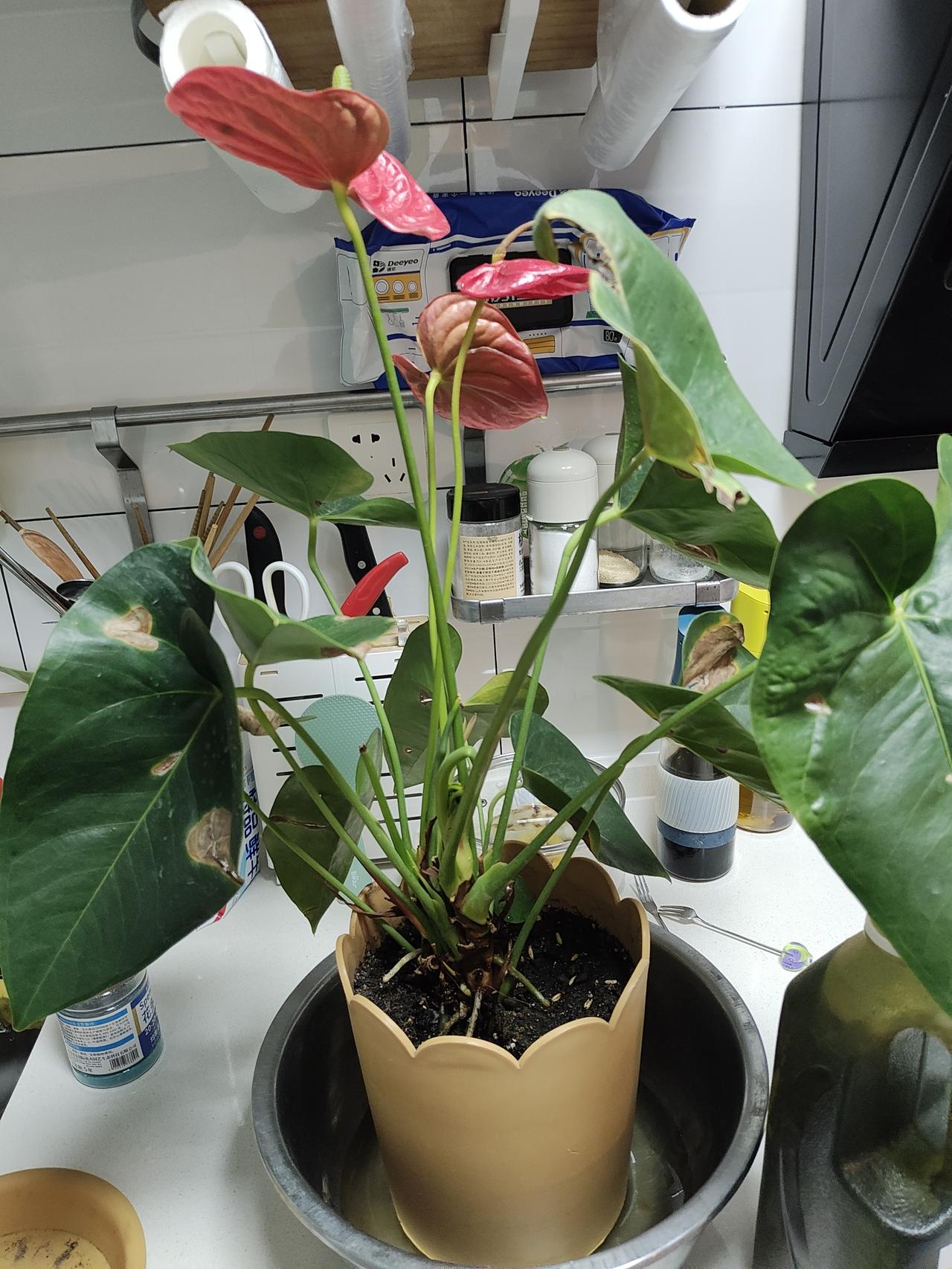 一边是海南免税店一个月狂卖近50亿，消费火热；

一边是内蒙钢厂事故致2死78伤