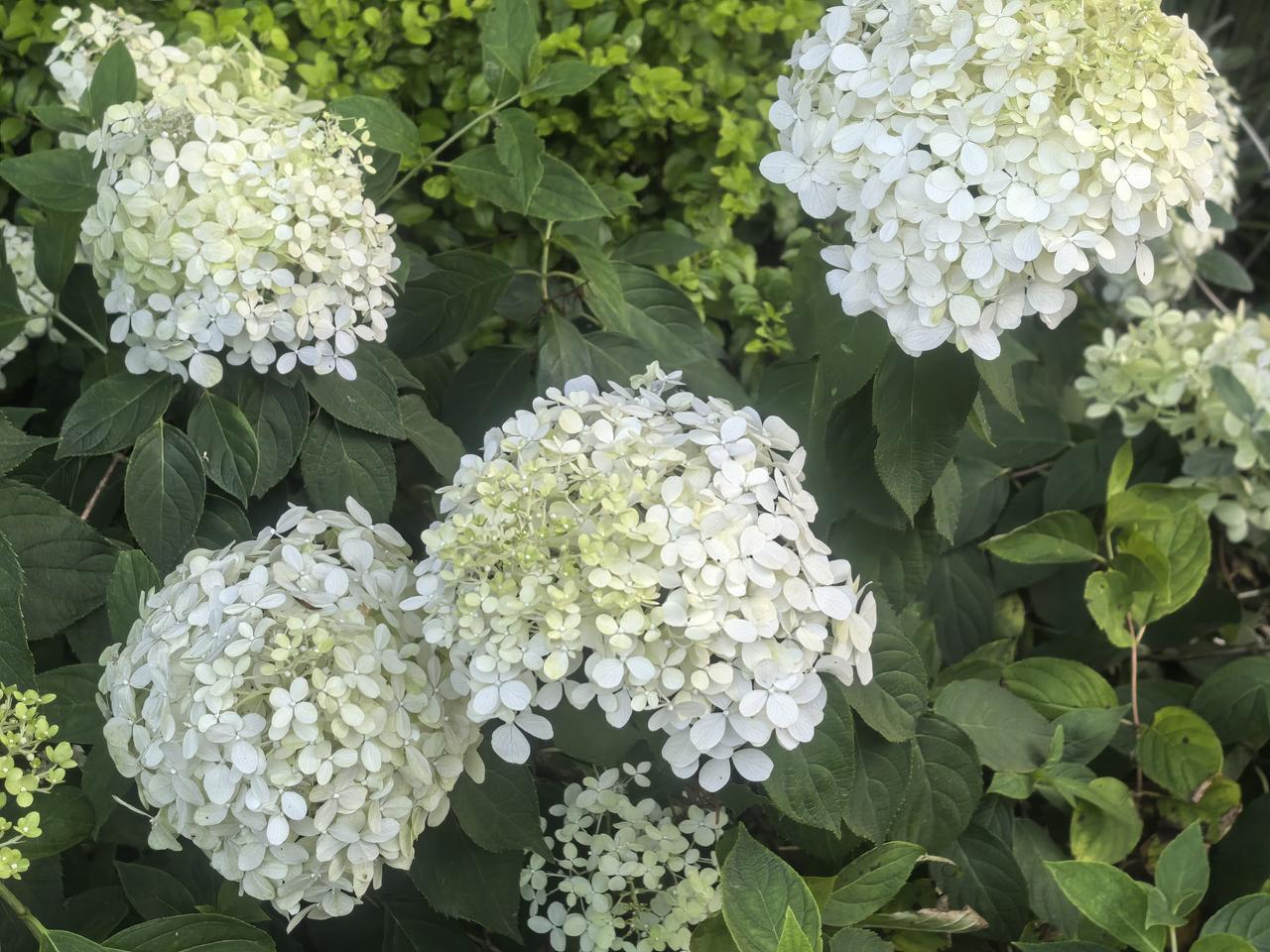 分享随手拍的小野花