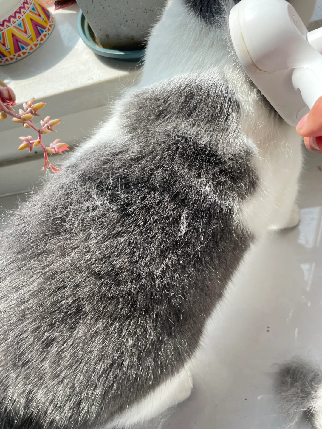 结案报告！！3个月美毛猫粮投喂结果