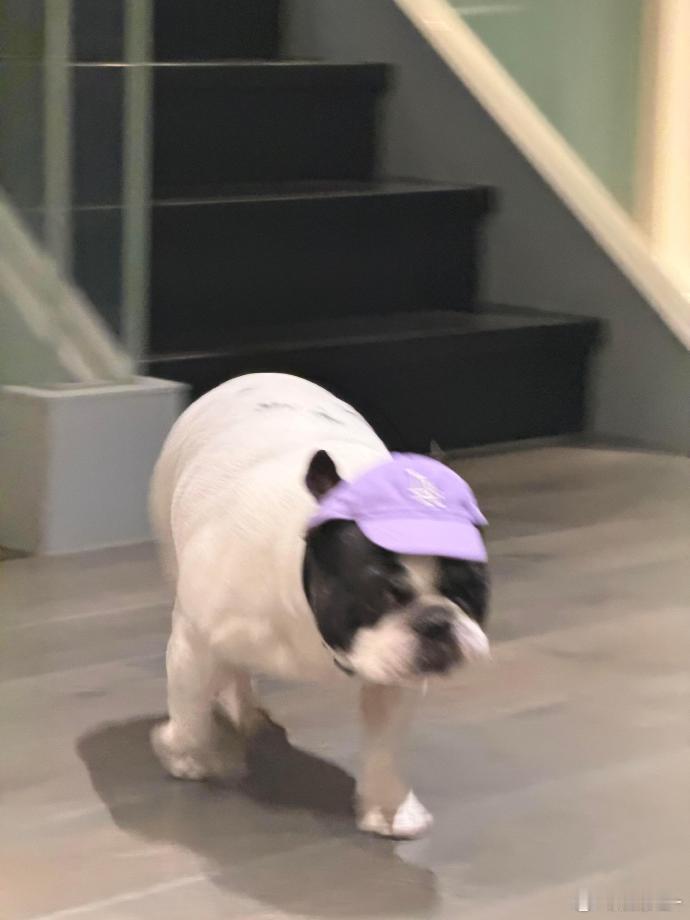 看馒头的体型就知道被鹿晗养得很好，特别有爱但这辆馒头貌似真的不能再吃了