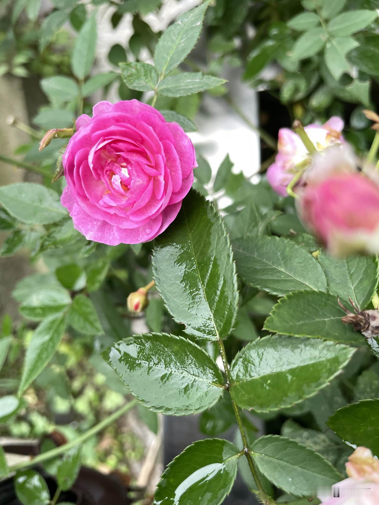 成年人的世界有几个是轻松的？真是太难了。就像脱口秀演员呼兰说的，中年危机主题的鬼