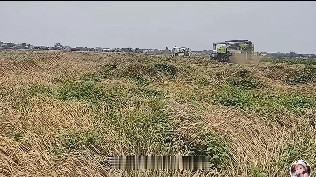 占便宜，就开始用旧俗了？贪小便宜吃大亏呀