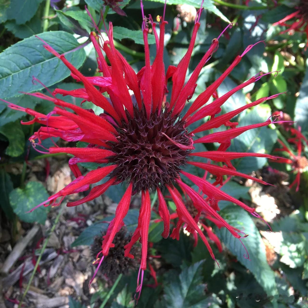 Monarda didyma  源于北美洲，唇形科