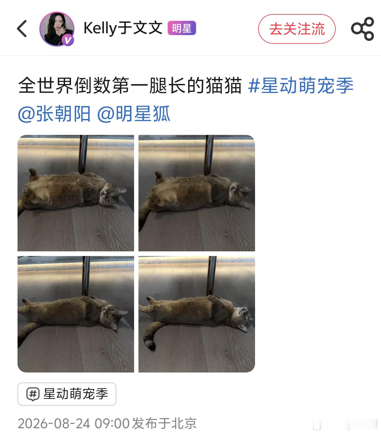 想做于文文的猫 🍡：“全世界倒数第一腿长的猫猫”恶语伤猫心🥺👉🏻👈🏻