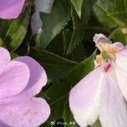凤仙花的种植方法一、土壤：凤仙花适宜在土层深厚、疏松肥沃、排水良好的砂质壤土中生