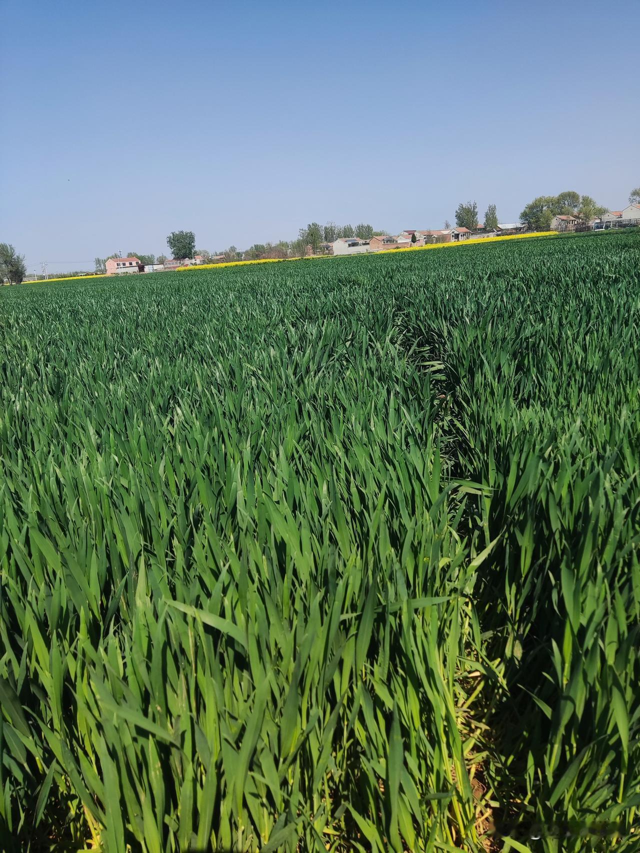 这样的苗情还用不用追肥？苗情管理