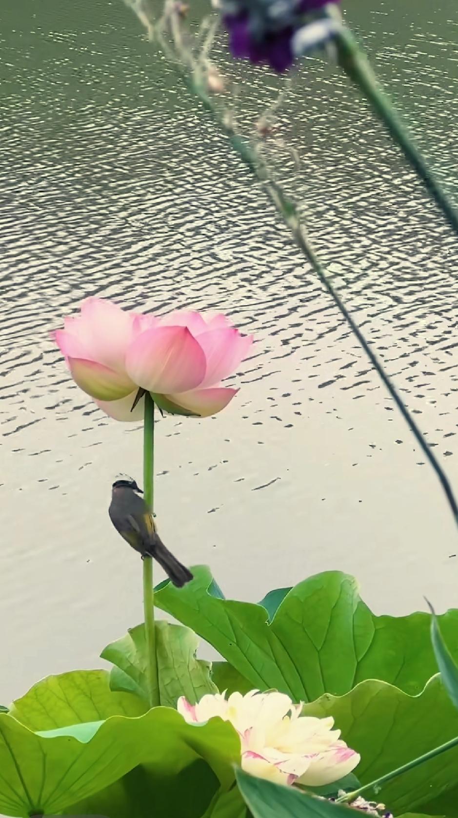 最美荷花随手拍随手拍～