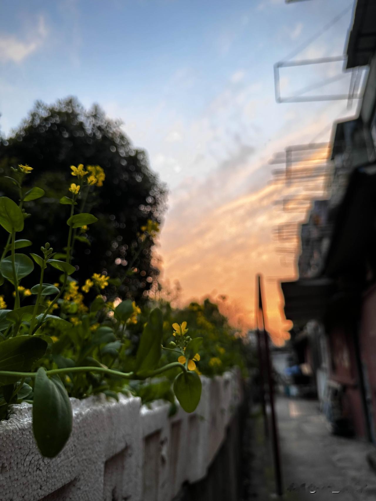 随手拍公园的花草