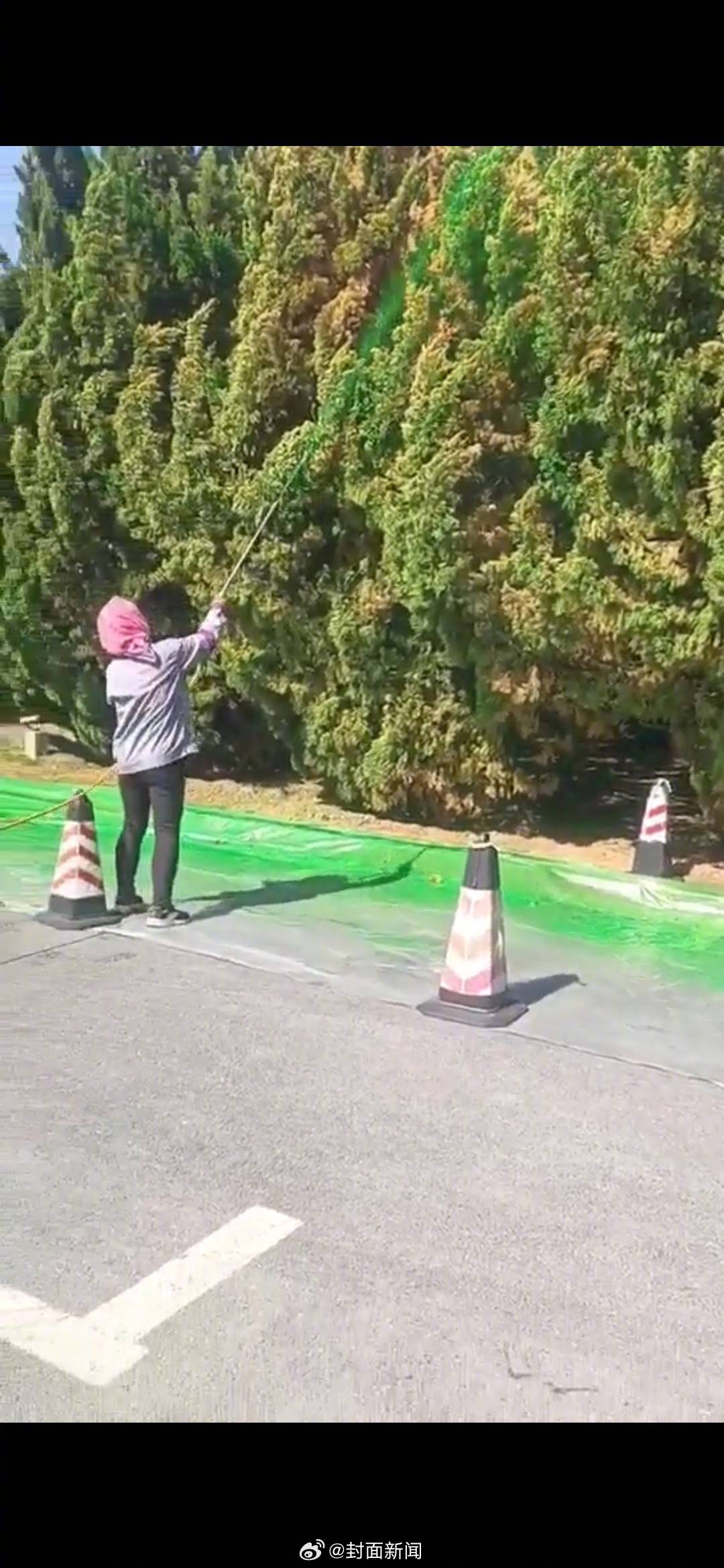 【#官方否认给枯树喷绿漆#：喷的是漂绿的叶面肥】5月13日，一段大连星海广场附近