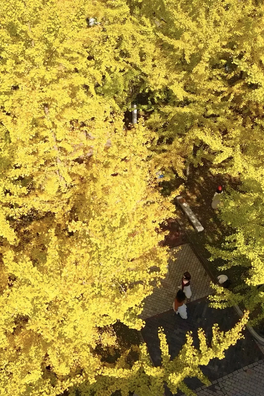 2025.11.13 | 武汉秋天跟风最成功的一次！！！