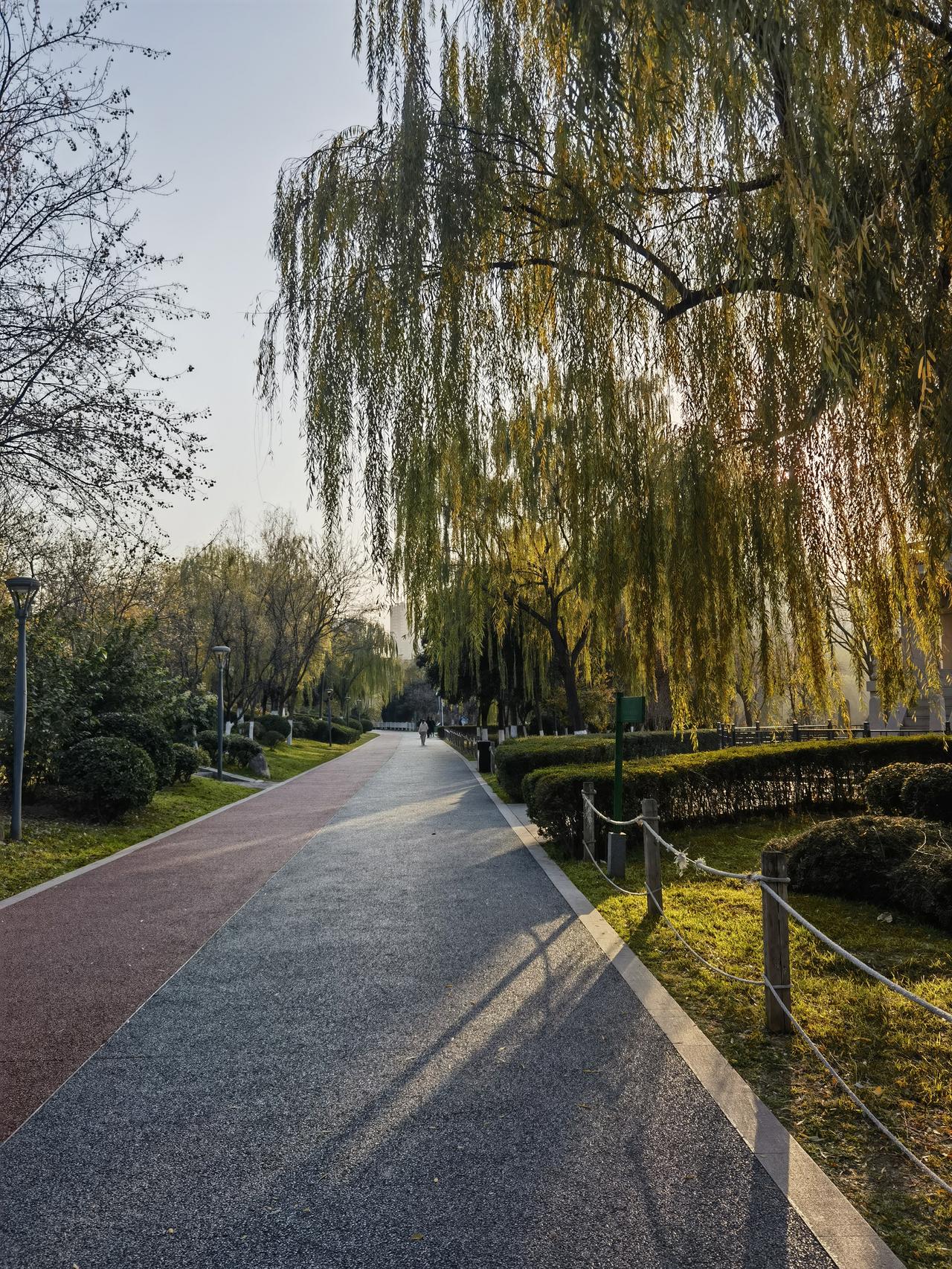 分享一张你最近随拍的照片浐河垂柳，请欣赏