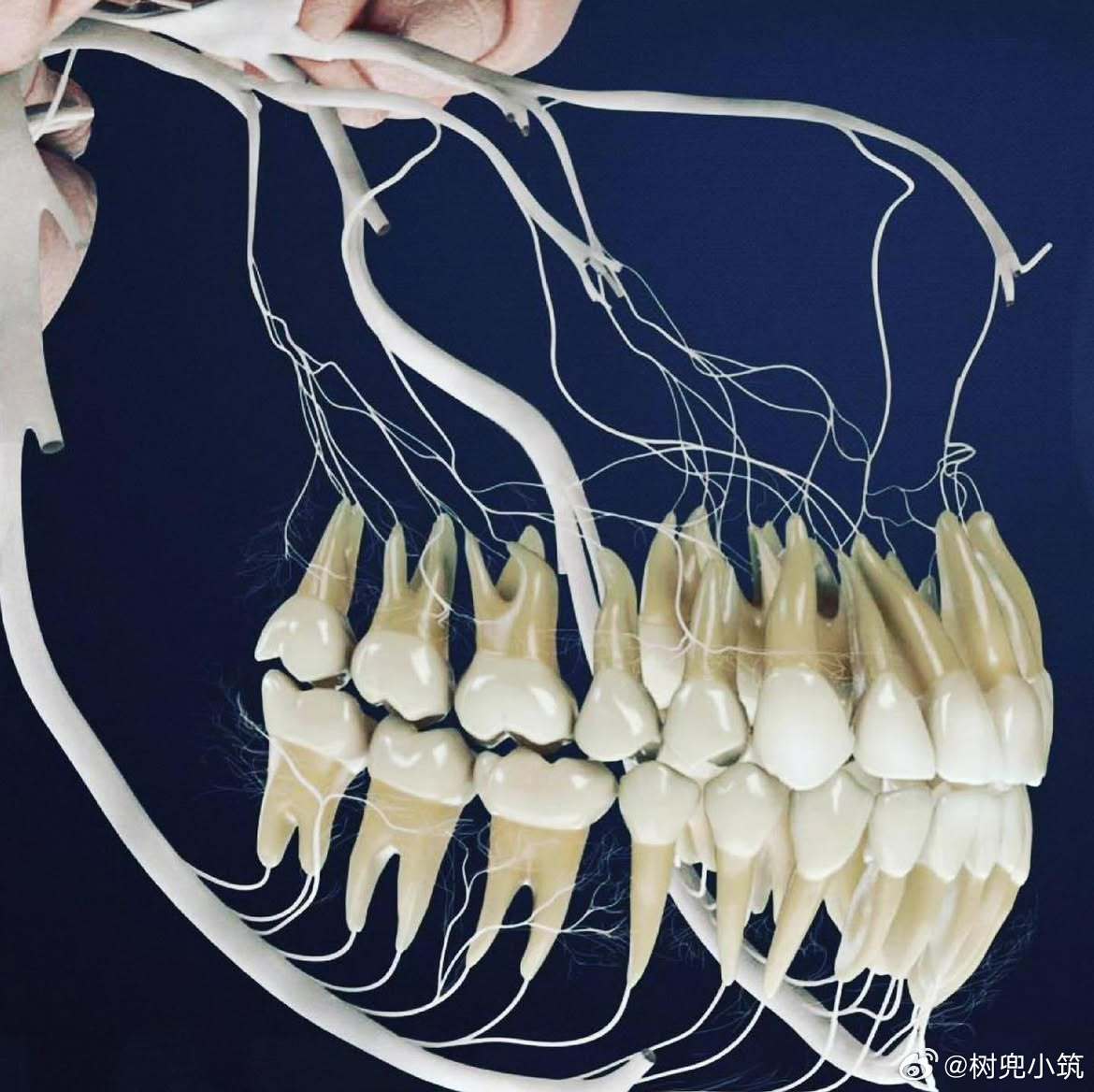 这就是连接你的牙齿与大脑的神经，看起来是这样的