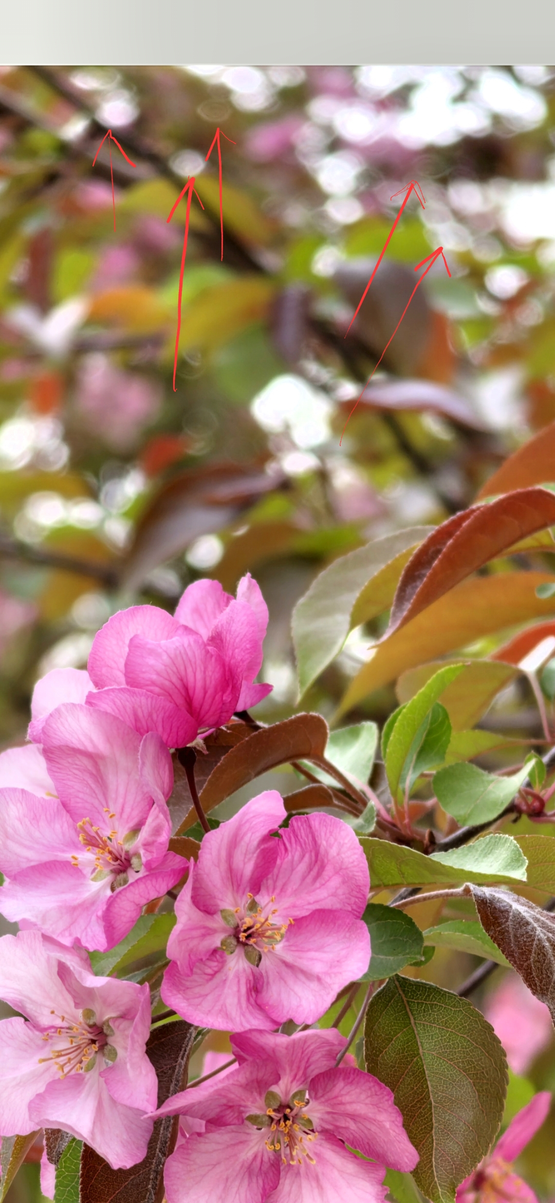 今天用 Galaxy S26 Ultra 的 5倍长焦拍花，发现了一个很神奇的现