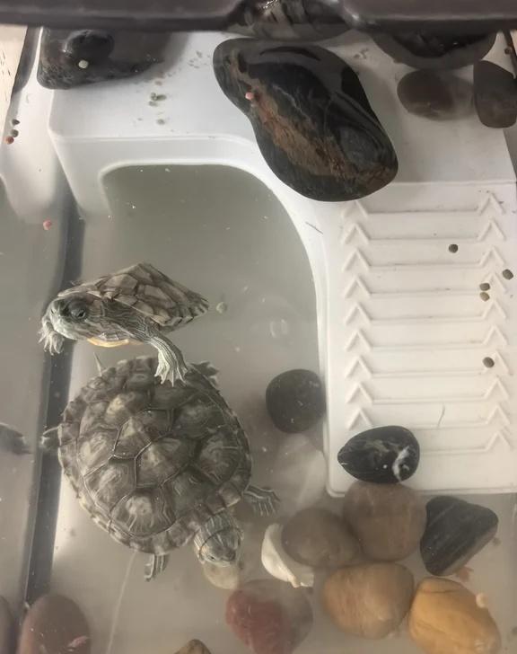 养了两只巴西龟，需要天天换水
有没有办法可以不用天天换水的？
实在太臭了。
养了