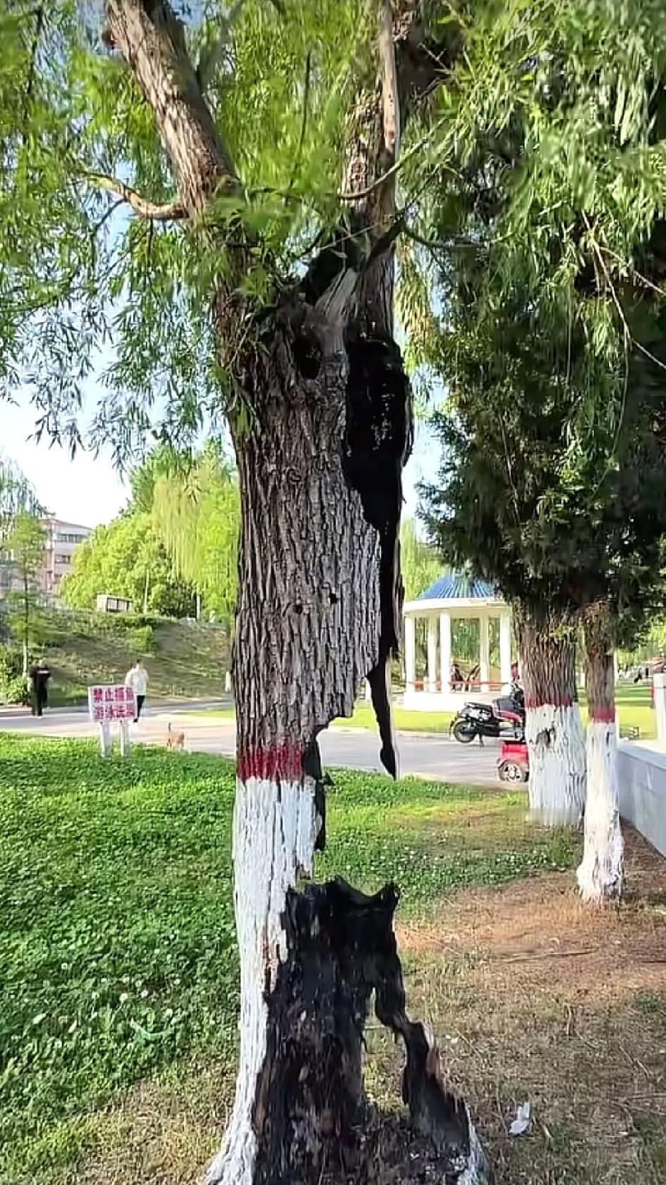 树干都被烧穿了，可它还是把春天长出来了。树干被大火烧穿，碳化出一个大窟窿，看着就